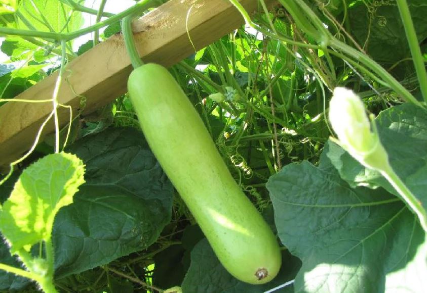 Does bottle gourd cause gas?